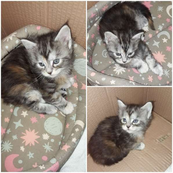 Котята Мейн-кун метисы в Наро-Фоминске фото 30