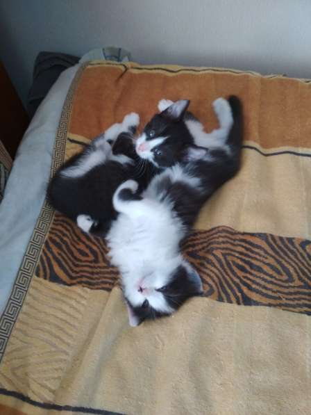 Котенок ищет новый дом в Москве фото 6