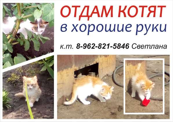 Отдам даром