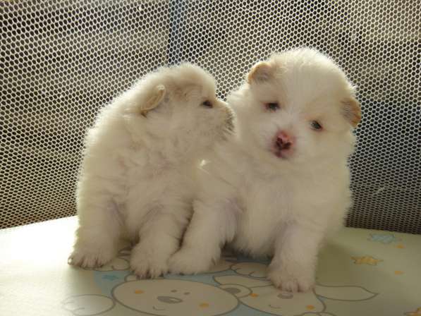 Лисята в Ростове-на-Дону фото 32