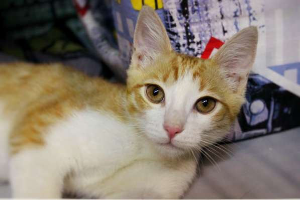 Маленький Тигр ищет любящих хозяев