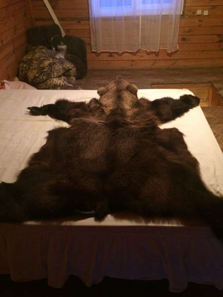 Шкура медведя в Челябинске фото 3