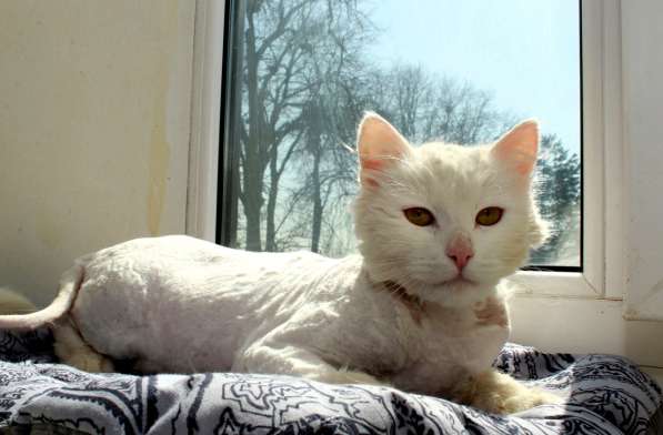 Кот в добрые руки. Пушистый Амур в Калуге фото 20