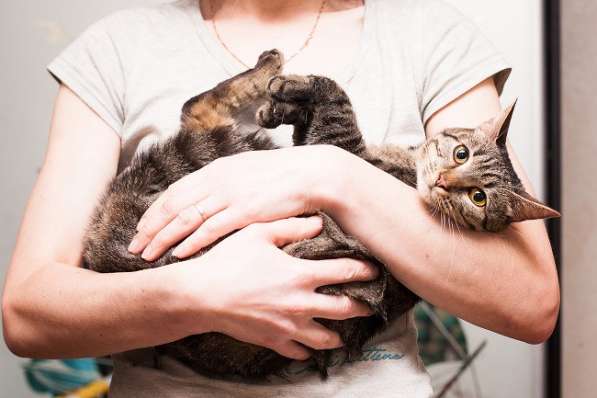Фелисия – шикарная кошка в поисках дома! в Москве фото 6