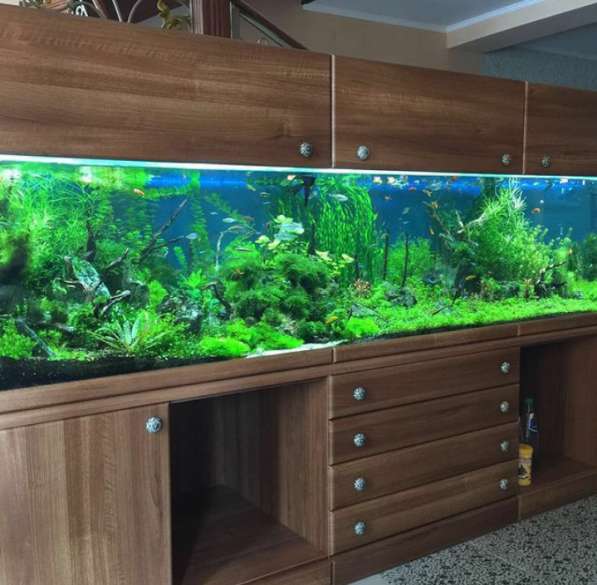 Аквариум с натуральными растениями и рыбками в фото 10