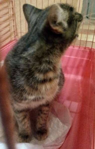 Сос! Кошечку выкинули на улицу в Москве фото 19