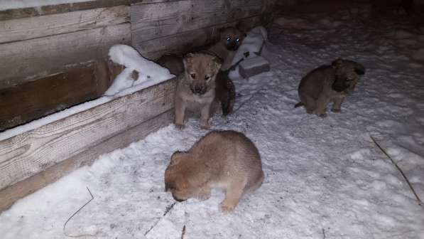 Пристраиваются щенки. спасаем в Екатеринбурге фото 6
