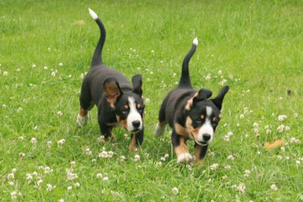 Entlebucher sennenhund в фото 9