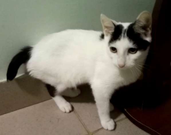 Котенок в добрые руки. Бедный Хвостик в Москве фото 7