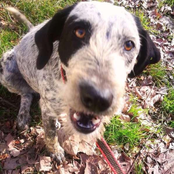 Дратхаар в добрые руки в Москве фото 3