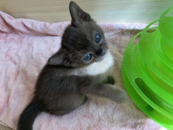 Бурманская девочка в Санкт-Петербурге фото 12