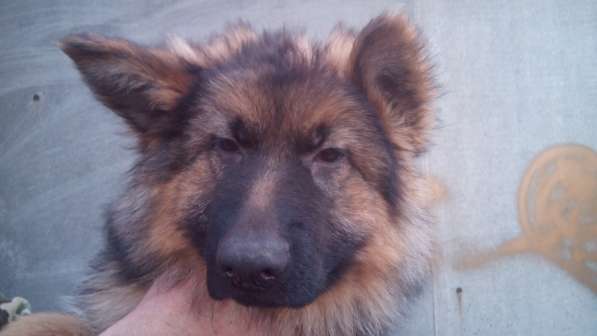 Щенок немецкой овчарки девочка с родословной в Симферополе фото 3