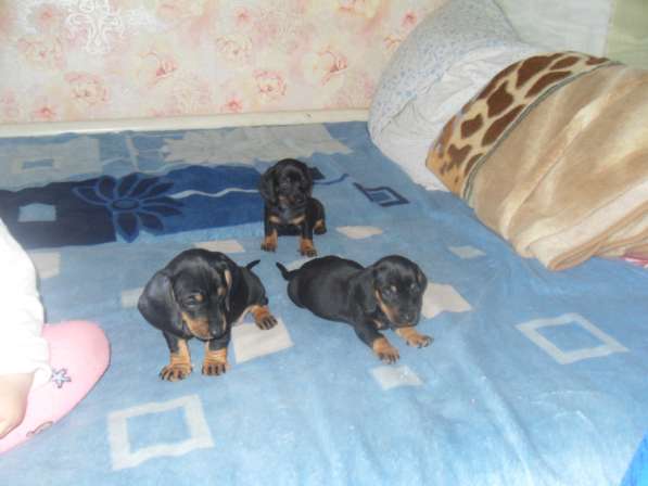 Породистые щенки карликовой таксы в Саратове фото 10