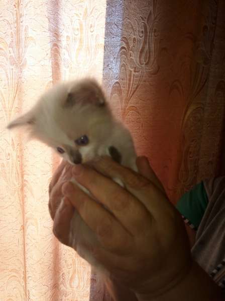 Котята в добрые руки в Дмитрове фото 4