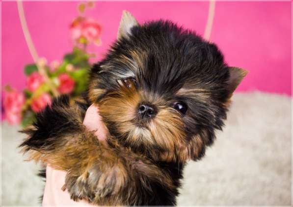 Девочка йоркширского терьера в Санкт-Петербурге фото 7