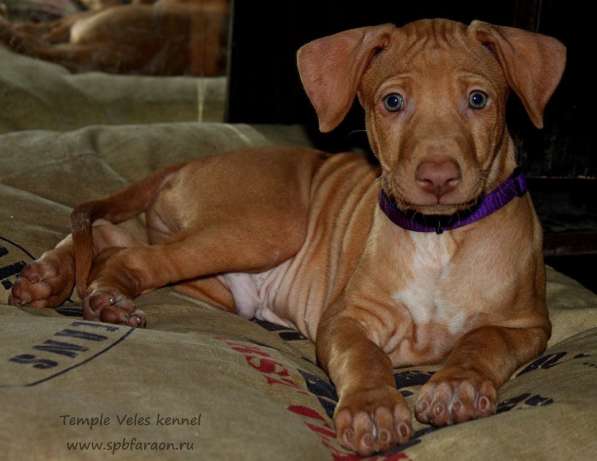 Щенки Фараоновой собаки в Санкт-Петербурге фото 31