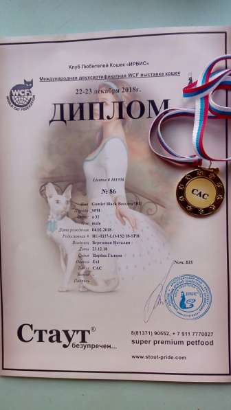 Канадский Сфинкс в Краснодаре