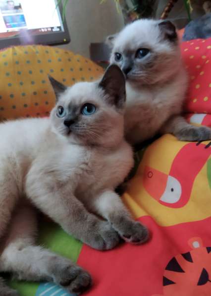 Продам двух шотландских вислоухих котят. Родословнач в фото 15