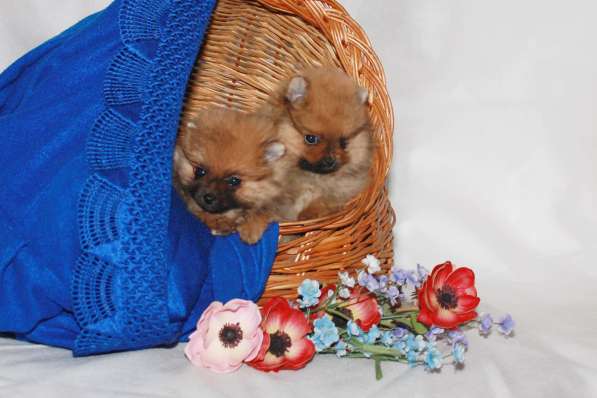 Немецкий \цвергшпиц\ шпицы в Старом Осколе фото 3