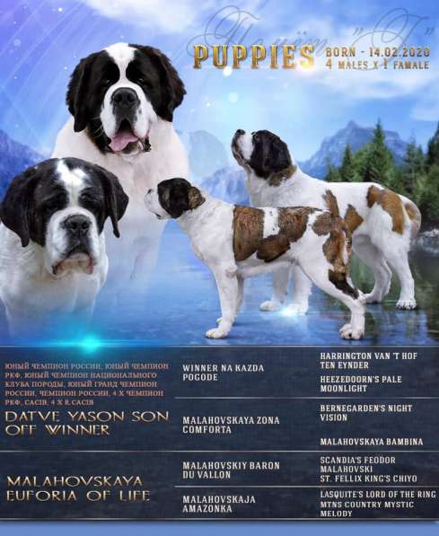 Щенки СЕНБЕРНАРА в Подмосковье в Москве фото 5