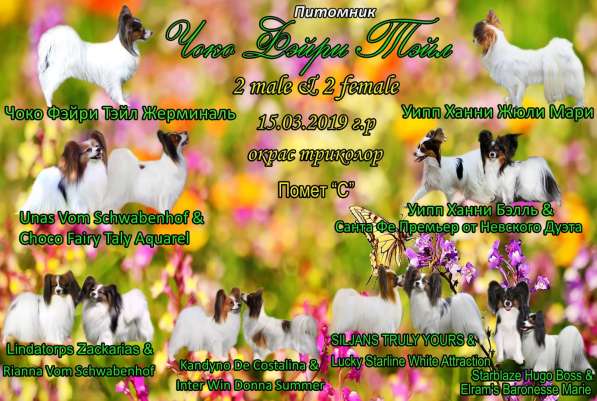 Папильон шикарная девочка шоу класс РКФ в Краснодаре фото 8