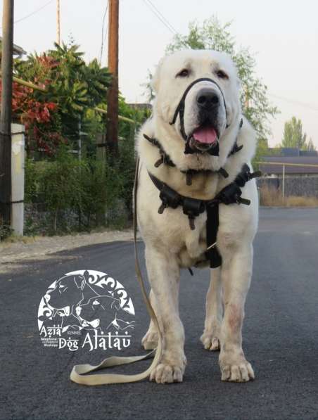 Щенок Среднеазиатской овчарки в Новосибирске фото 30