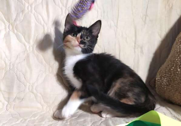 Котенок в добрые руки. Ксюша, девчушка-очаровашка в Москве фото 13