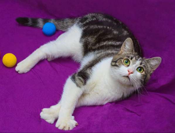 Котенок в добрые руки. Тошка-добрая душа в Москве фото 17