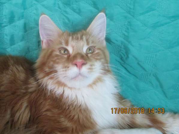 Котики из питомника в Екатеринбурге фото 7