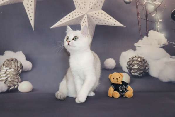 Шотландские котята в Москве фото 3