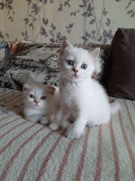 Шотландские котята в Краснодаре фото 10