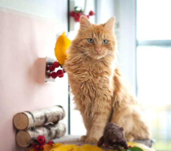 Рыжий кот Желточек в добрые руки в Москве фото 10