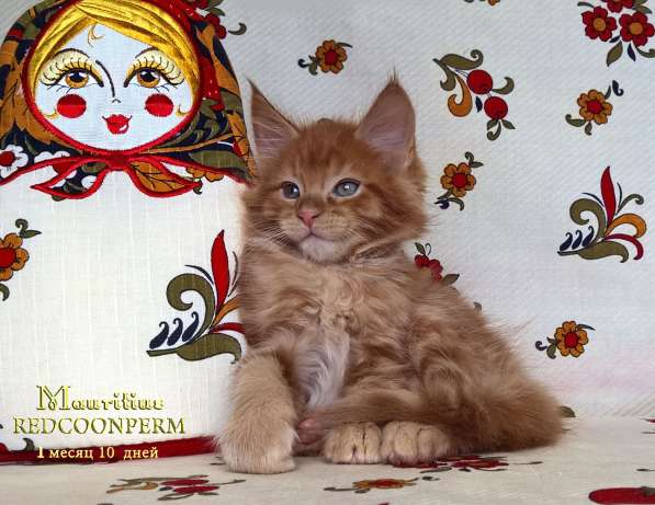 Котенок мейн кун красный солид. Шоу класс в Москве фото 7
