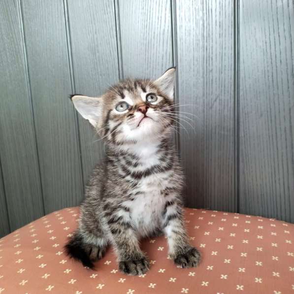 Кошачий ангел котенок Дилли в добрые руки в Москве фото 9