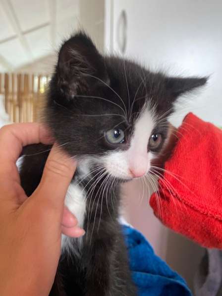 Озорной котёнок Том ищет дом в Санкт-Петербурге фото 15