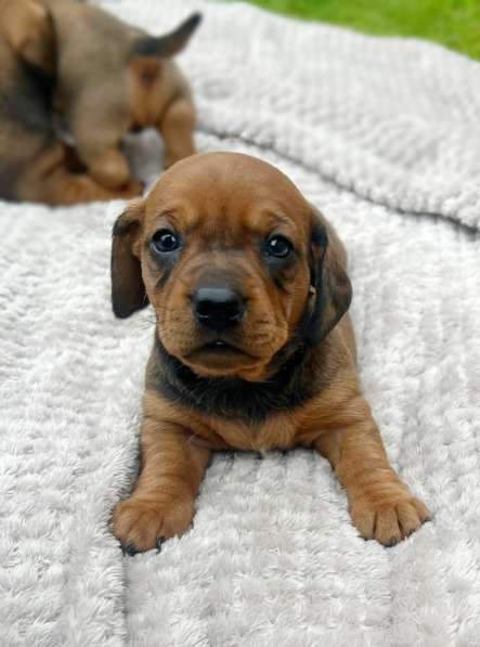 Sale of dachshund puppies в фото 5