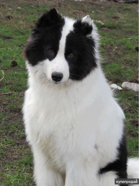 Якутская лайка