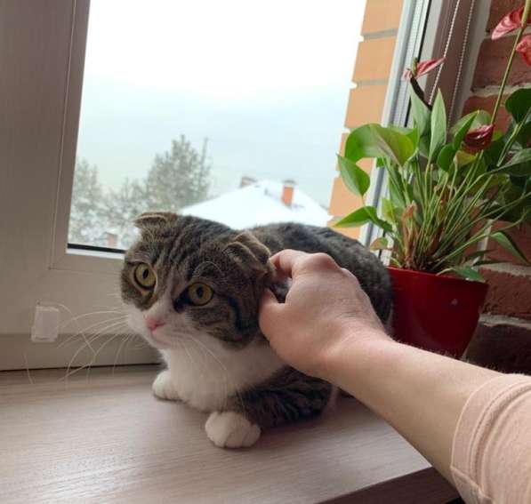 Булочка - шотландская вислоухая кошка ищет дом! в Москве фото 3