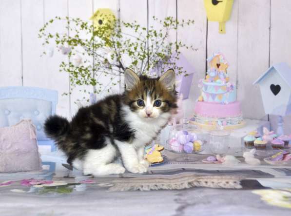 Котята курильского бобтейла в Москве фото 11