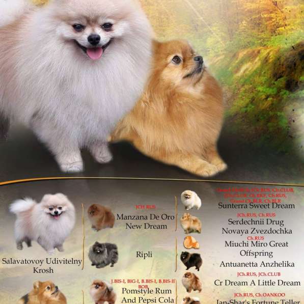 Щенки померанского шпица в Ноябрьске фото 5