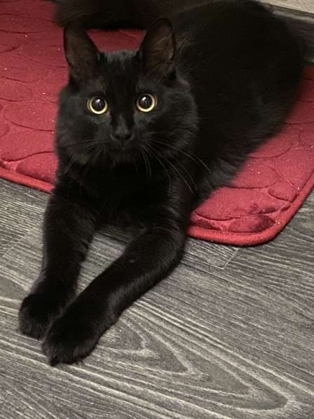 Молодой котик в дар