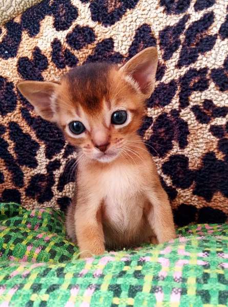 Абиссинские котята от титулованных родителей в фото 4