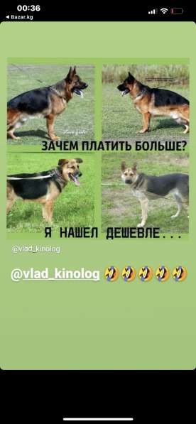 Щенки немецкой овчарки!!!!!3.06.2022г в фото 5
