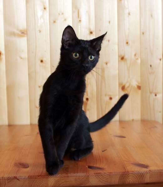 Котята в добрые руки. Рыжие девочки в Москве фото 22