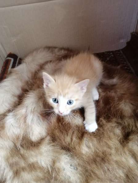 Котёнок в Красноярске фото 7