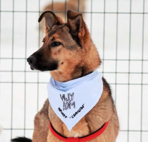 Метис овчарки даром