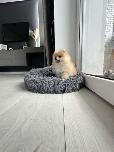 Чистокровный щенок шпица в фото 4