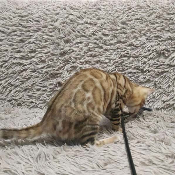 Бенгальская яркая девочка