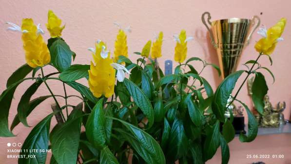 Пахистахис - тропический цветок экзот - от ростков до кустов в Санкт-Петербурге фото 6