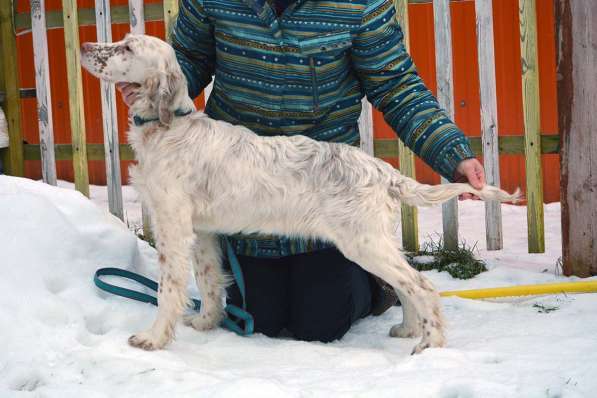 Английский сеттер щенки из элитного питомника в Москве фото 193